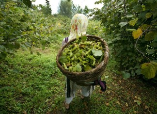 CHP, fındıkta tekelleşme ve fındık fiyatları hakkında meclis araştırma önergesi verdi
