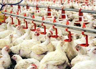 Tavuk yetiştiricilerinden Banvit`e tehdit