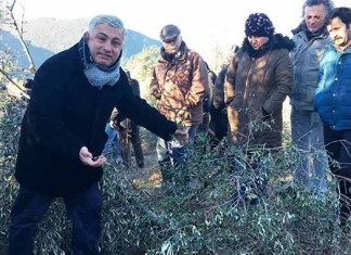 Zeytin ağacını kesemediler yağını ithal edecekler