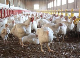 Beyaz ete yüzde 30’a varan zam geldi