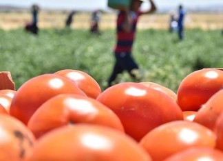 ‘Türkiye’de tüketilen biber, domates ve salatalıkların yüzde 15’i zehirli’