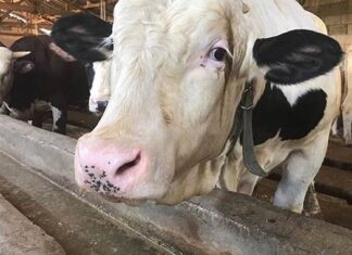 Resmi Gazete’de yayımlandı: Hayvancılık yatırımlarına yüzde 100’e kadar hibe desteği