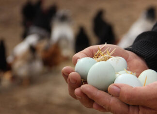 REKABET KURUMU Yumurta Sektörüne Yönelik Soruşturmaları Tamamladı. Rekabet Kanunu’nun 4. maddesini ihlal ettiği tespit edilen taraflara toplamda yaklaşık 98 milyon TL idari para cezası uygulanmasına karar verdi.