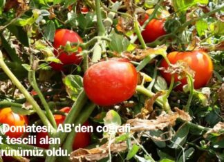 Ayaş domatesine AB tescili