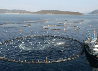 Su ürünleri yetiştiricilerine verilecek destekler belirlendi