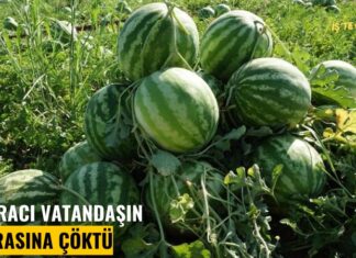 Hal lobisi kazandı; 15 aracı vatandaşın sofrasına çöktü