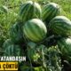 hal-lobisi-kazandi-15-araci-vatandasin-sofrasina-coktu-286747_news_big-1
