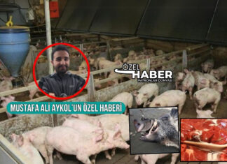 Dana etine domuz eti karıştı, piyasasına PD ulaştı