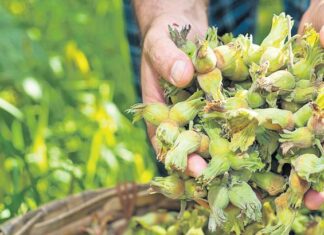 Rekabet Kurumu Başkanı Küle, Milliyet’e açıkladı: Fındığa rekabet dopingi, fiyata yapay zeka takibi