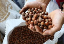 İtalyan Ferrero’nun piyasa belirleyici gücü üreticiyi vurdu, devlet seyirci kaldı: Fındık bahçeleri boşalıyor