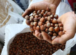 İtalyan Ferrero’nun piyasa belirleyici gücü üreticiyi vurdu, devlet seyirci kaldı: Fındık bahçeleri boşalıyor