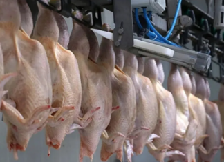 İç piyasadaki arz ve fiyat istikrarını korumak amacıyla tavuk ihracatı durduruldu