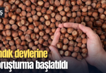 Fındık devlerine soruşturma başlatıldı