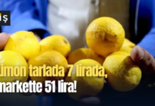 Limon tarlada 7 lirada, markette 51 lira!