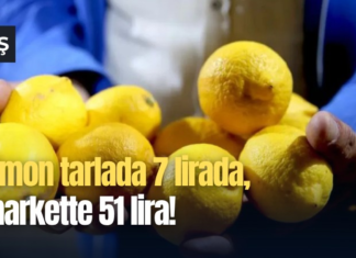 Limon tarlada 7 lirada, markette 51 lira!